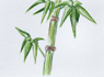 Symbol - Bambus
